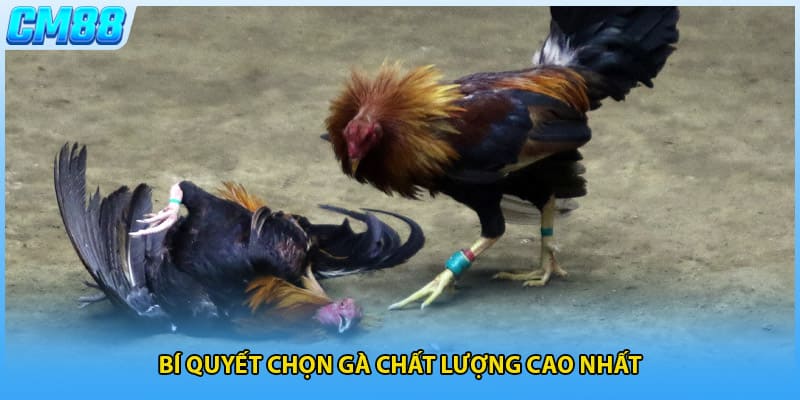 Bí quyết chọn gà chất lượng cao nhất