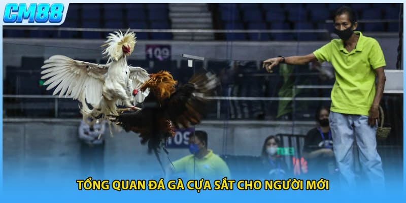 Tổng quan đá gà cựa sắt cho người mới